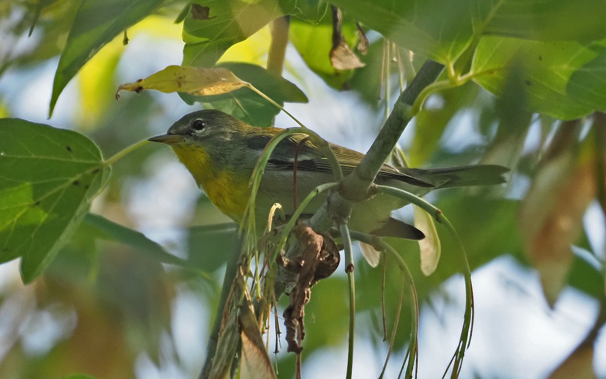 Northern Parula - ML623805372