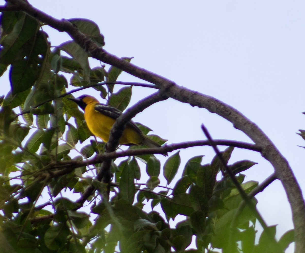 Streak-backed Oriole - ML623805378