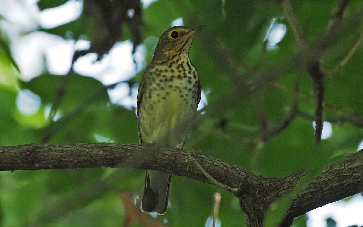 Swainson's Thrush - ML623805382