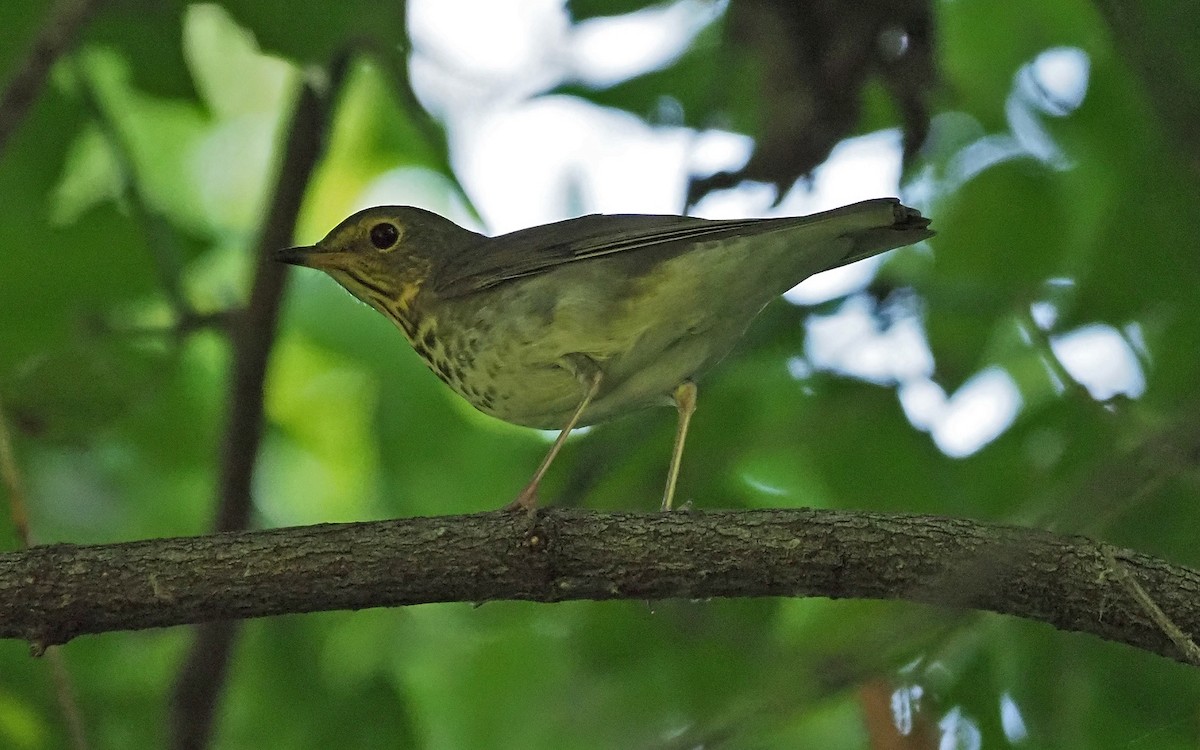 Swainson's Thrush - ML623805383