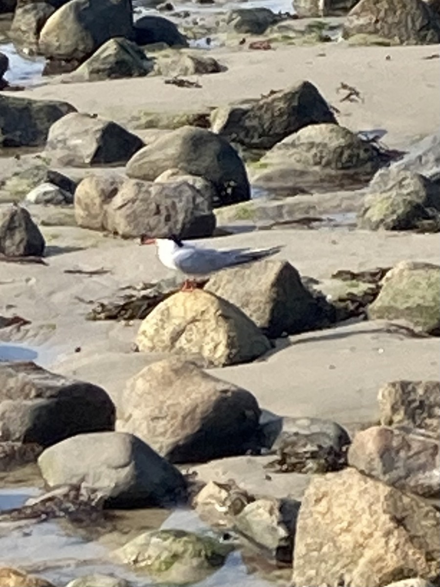 Common Tern - ML623805385