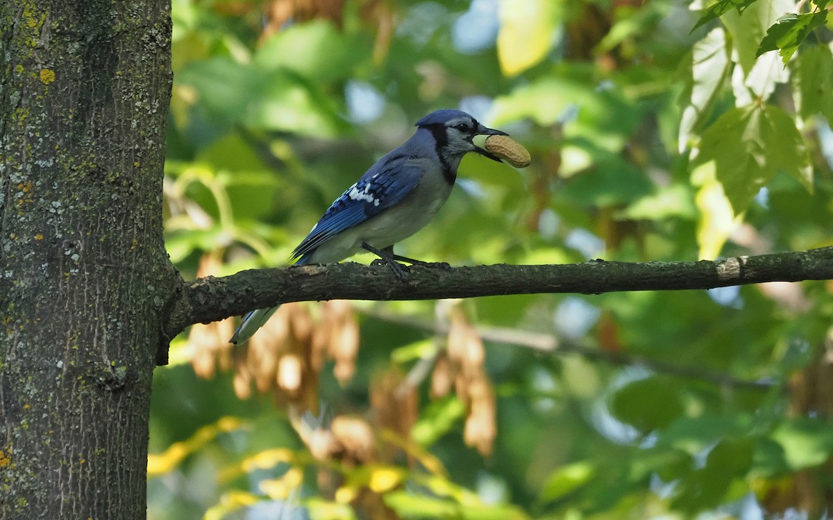 Blue Jay - ML623805394