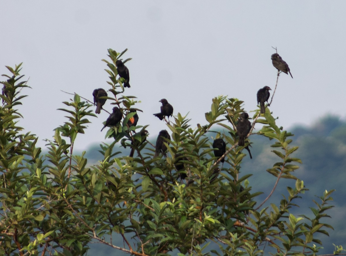 Red-winged Blackbird - ML623805395