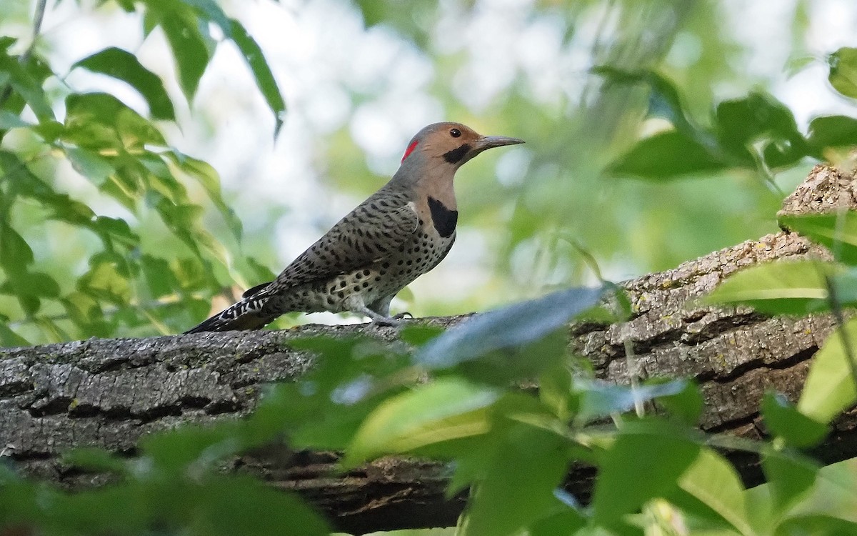 Northern Flicker - ML623805397