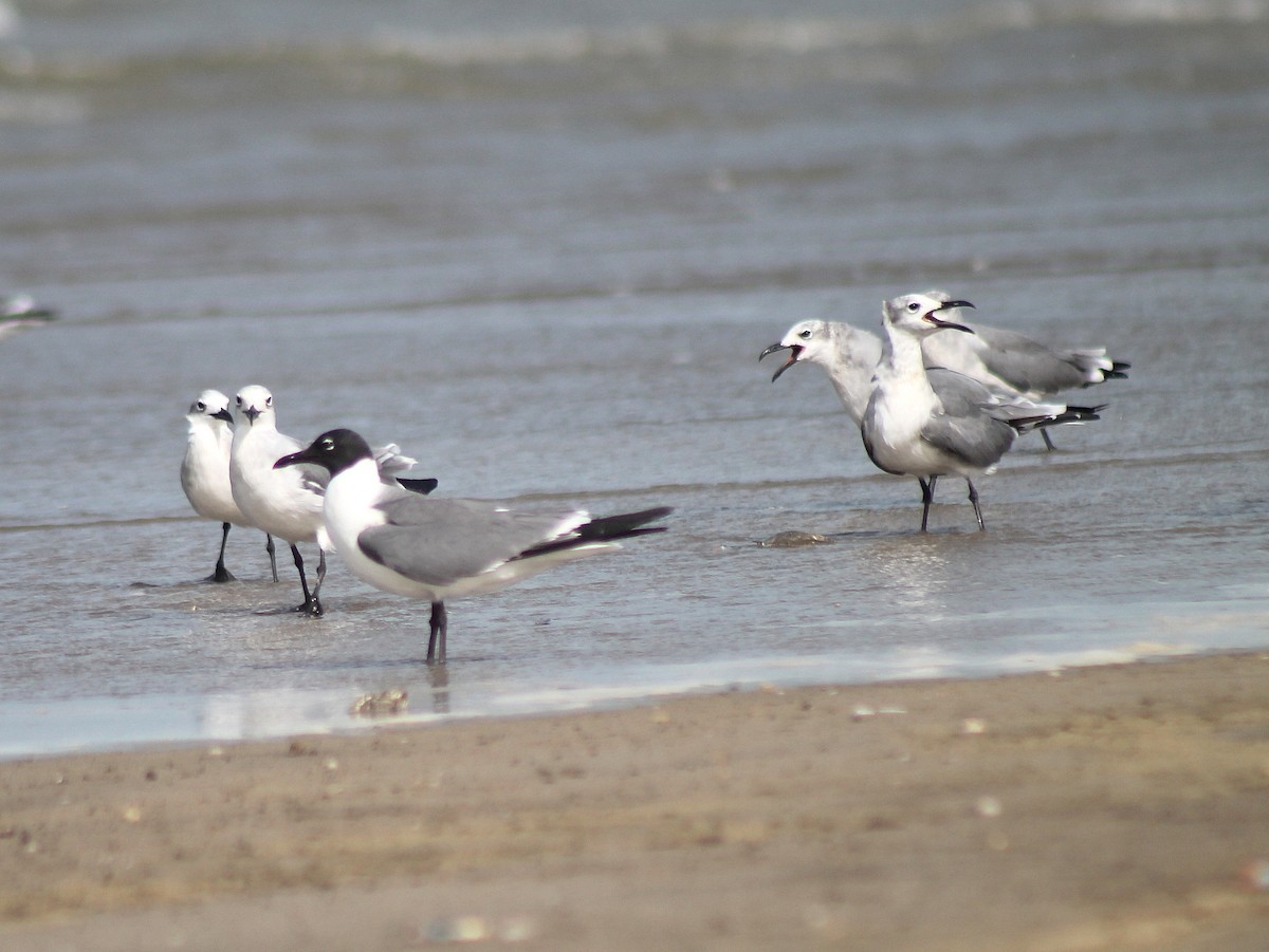 Laughing Gull - Victor Alfonso Silva Cordero