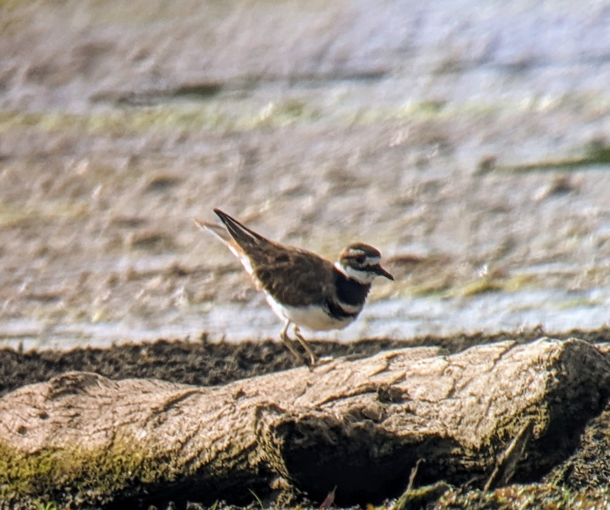 Killdeer - liz  lyng