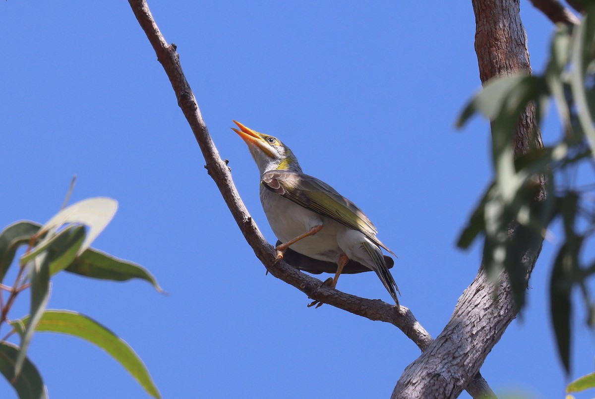 Yellow-throated Miner - ML623805430