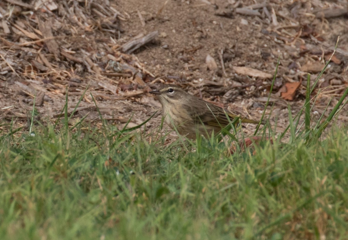 ヤシアメリカムシクイ（palmarum） - ML623805440