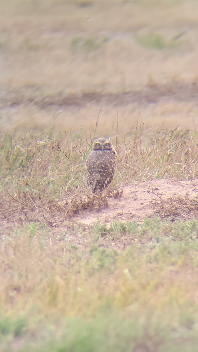 Burrowing Owl - ML623805452