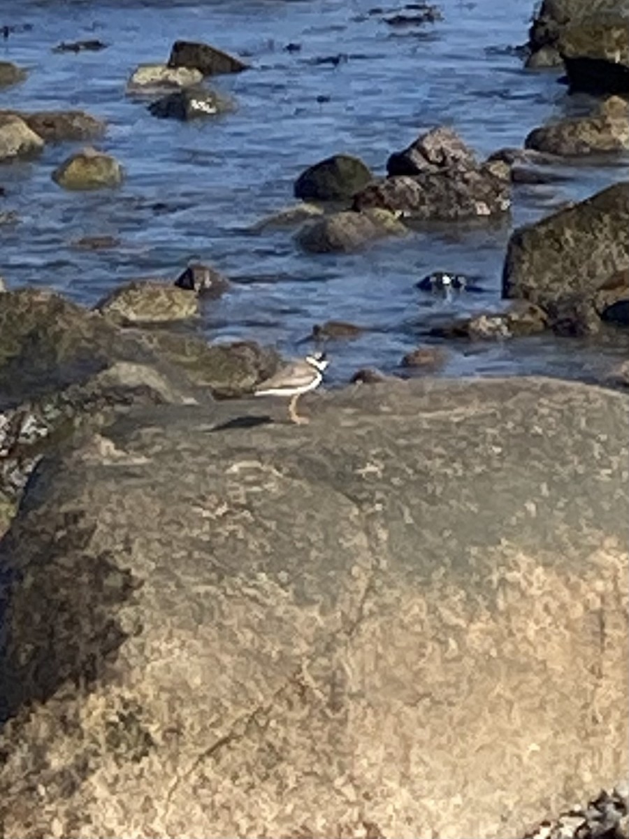 Semipalmated Sandpiper - ML623805453