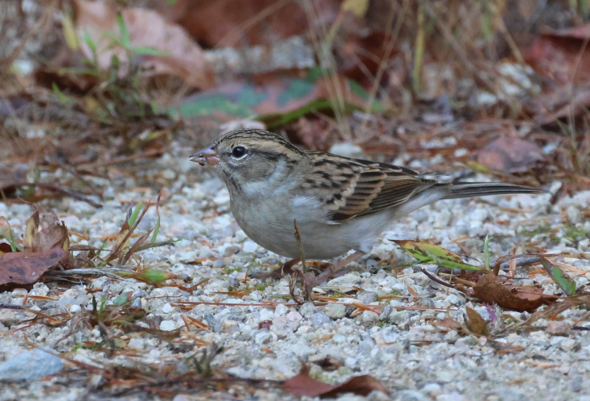 Chipping Sparrow - ML623805458