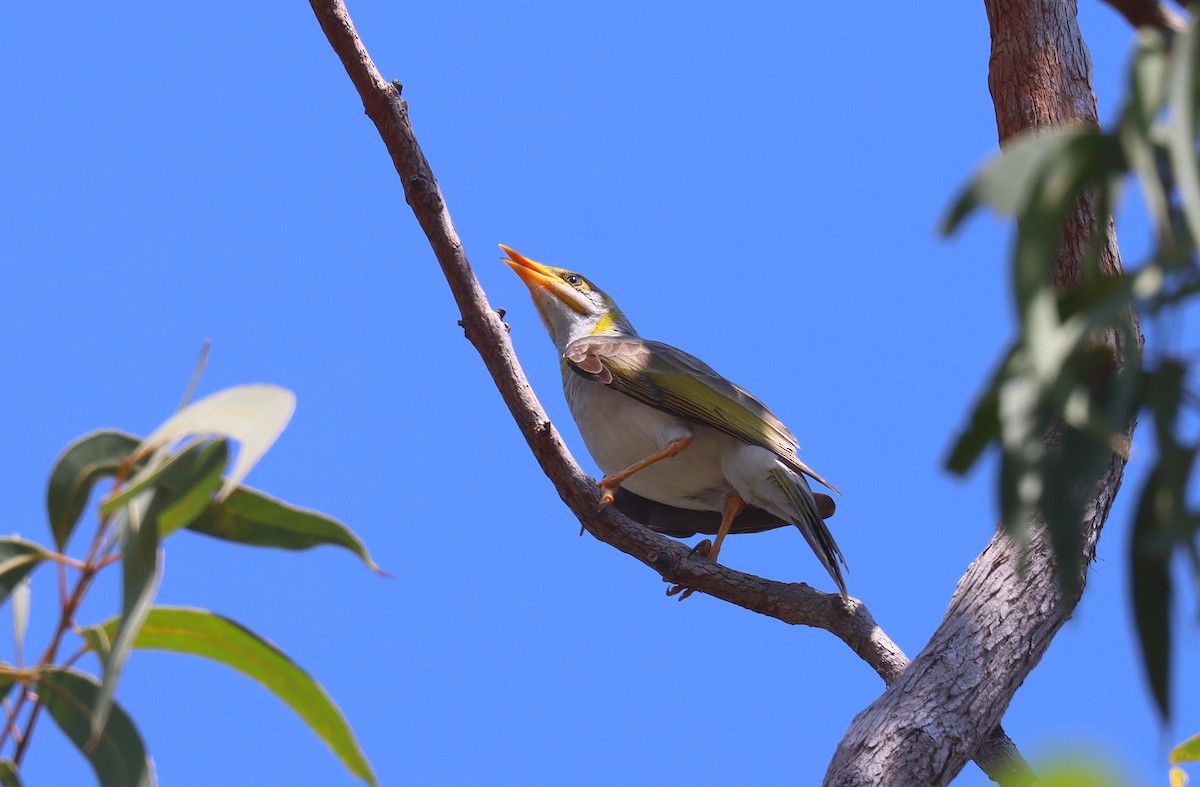 Yellow-throated Miner - ML623805461