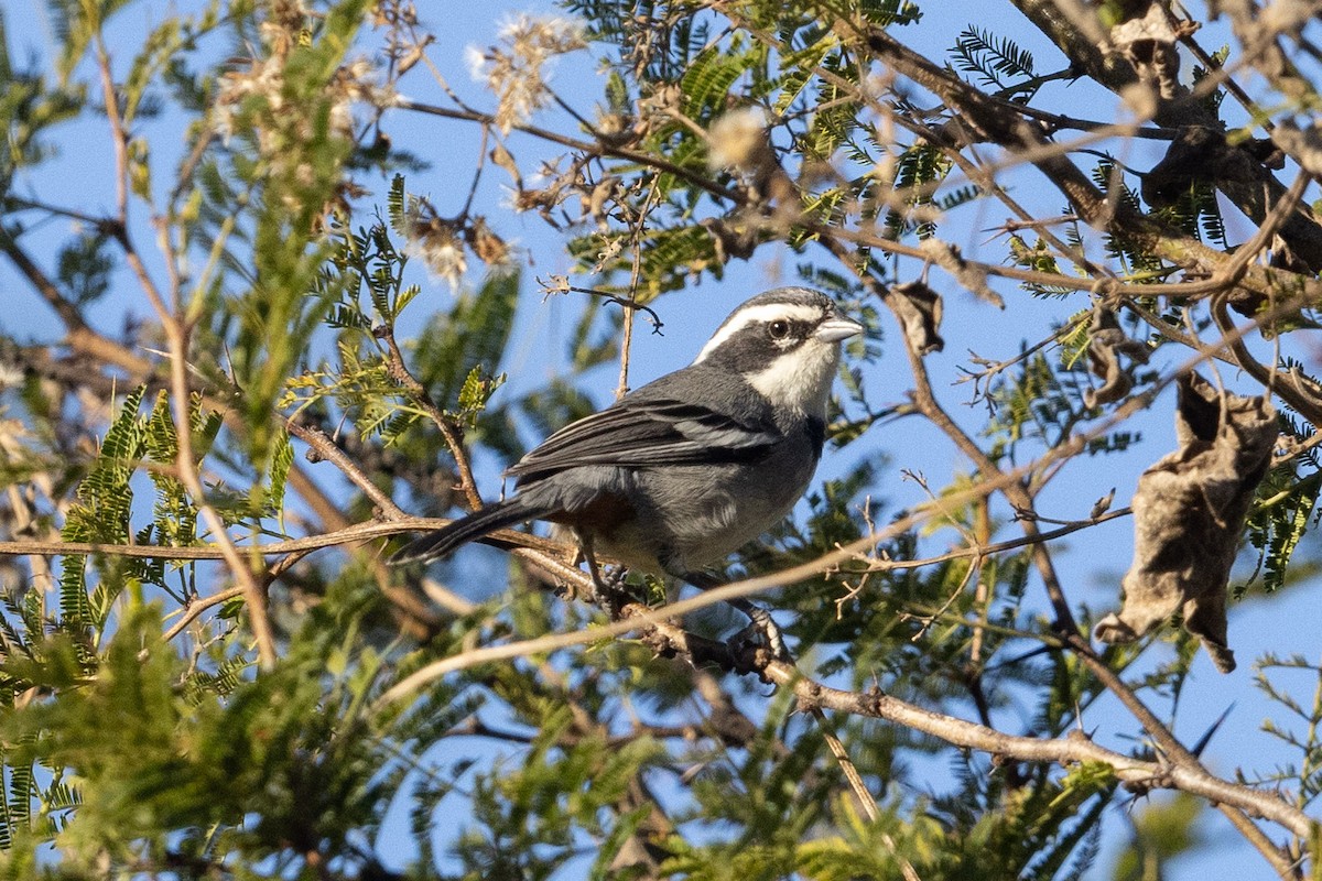 Ringed Warbling Finch - ML623805482