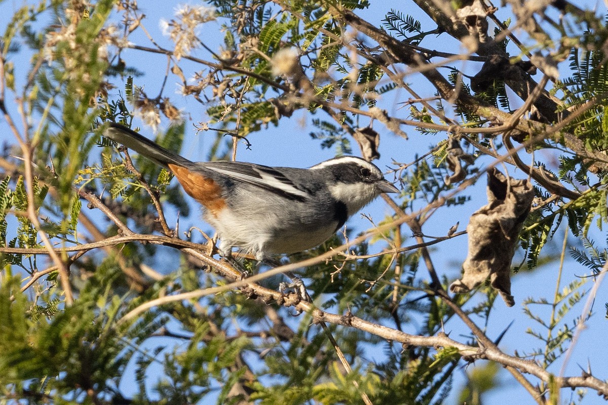 Ringed Warbling Finch - Eric VanderWerf