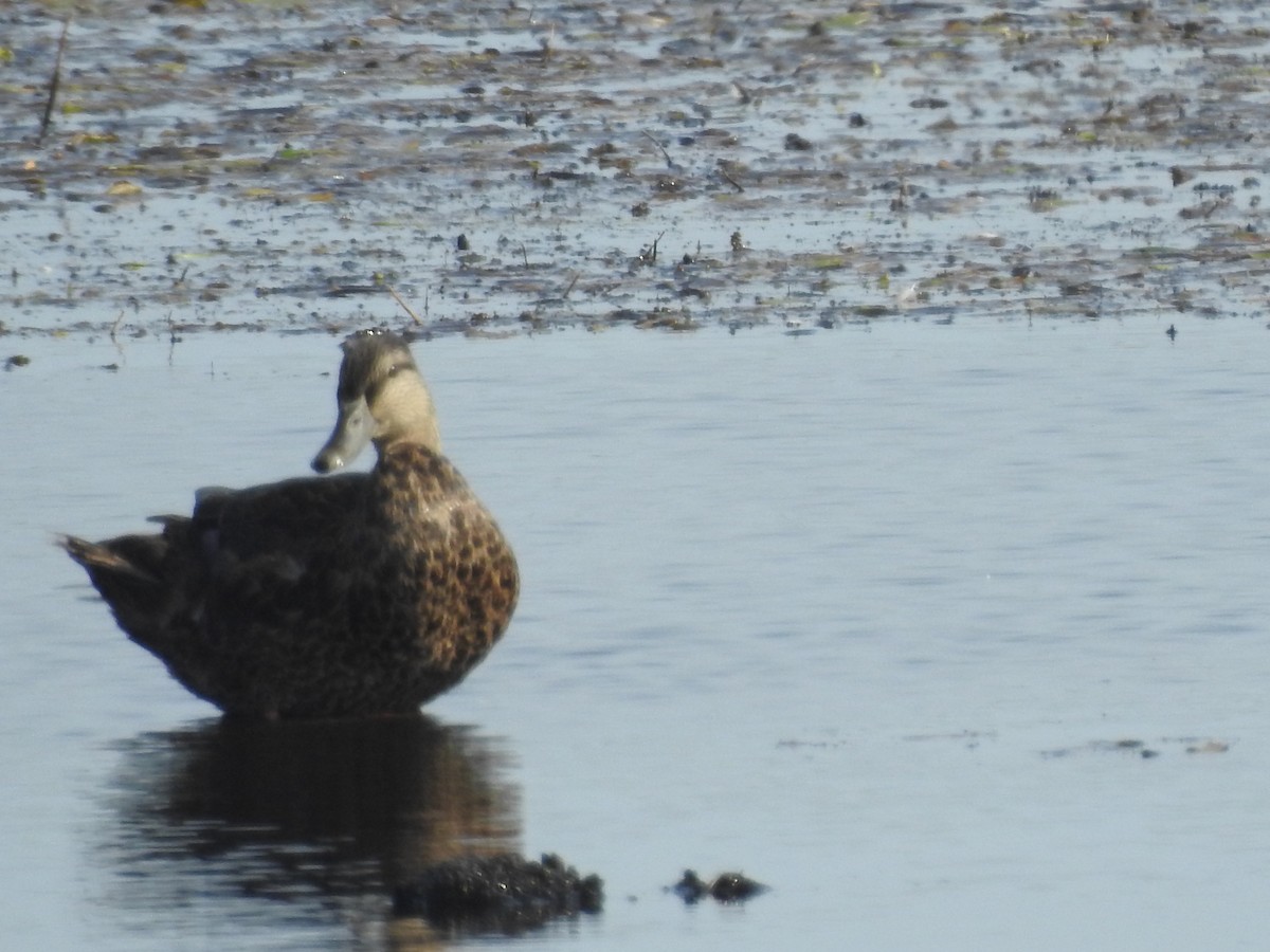 American Black Duck - ML623805500