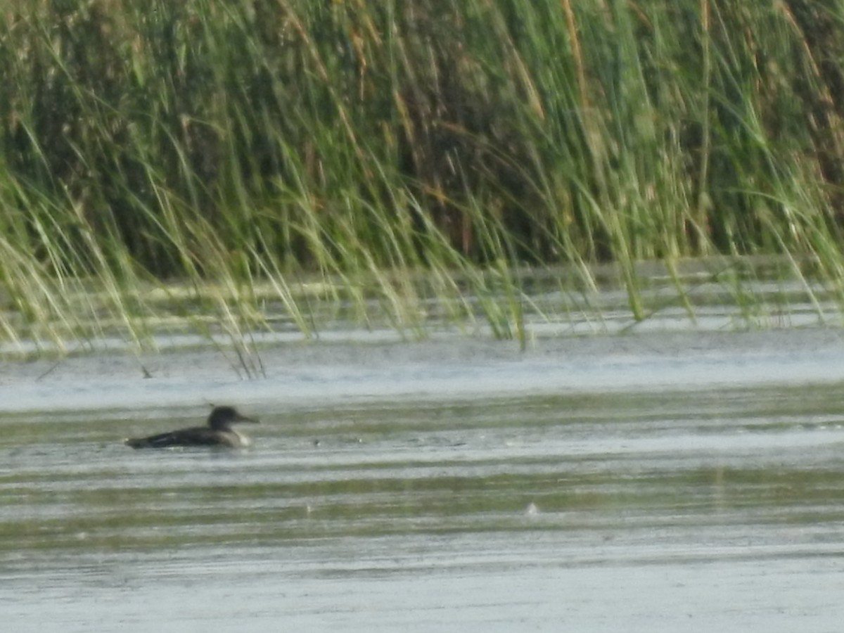 Common Merganser - ML623805509