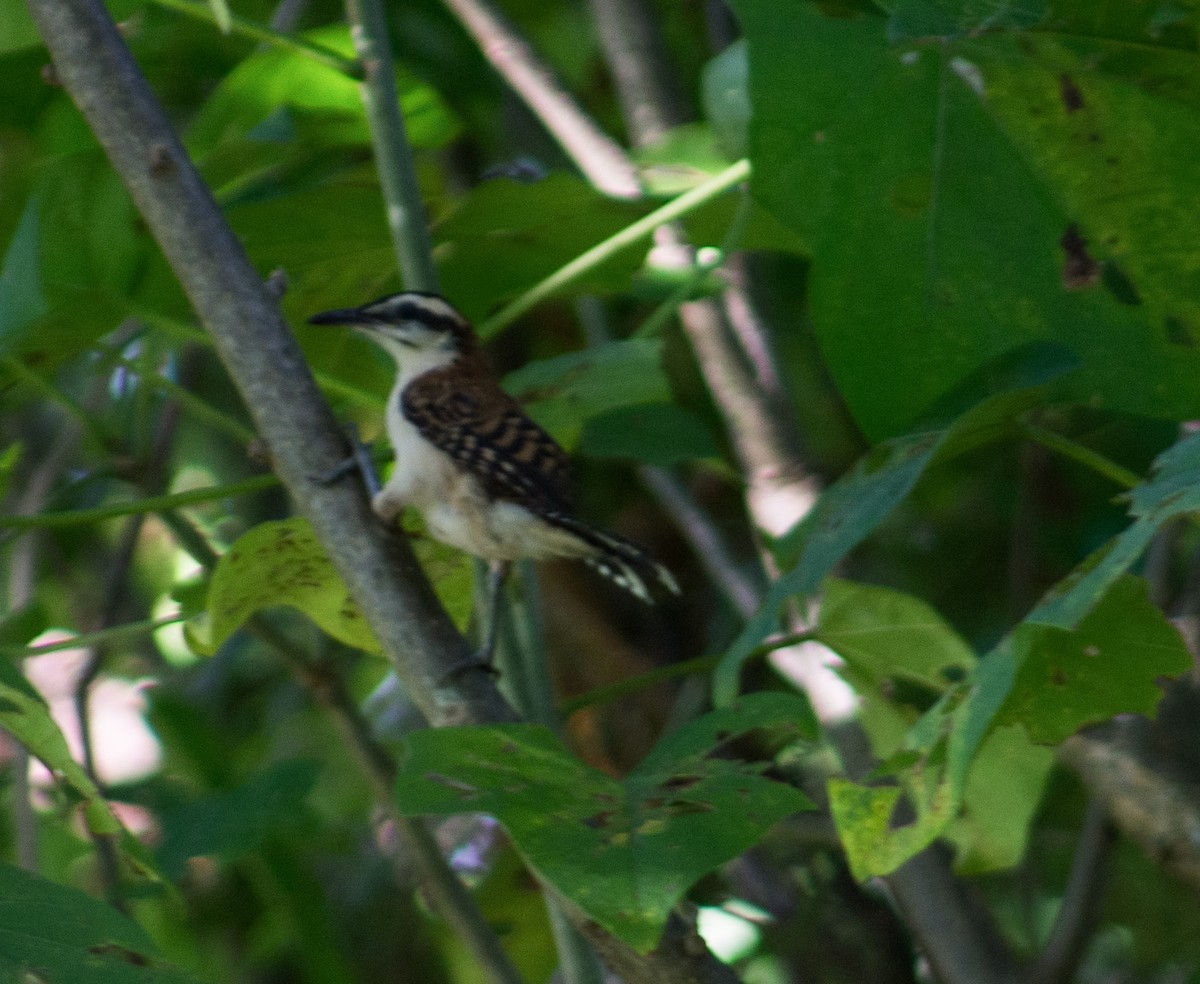 Rufous-naped Wren - Adalberto Gonzalez