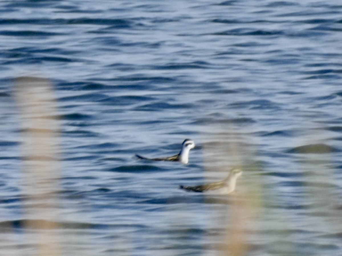 Red-necked Phalarope - ML623805539