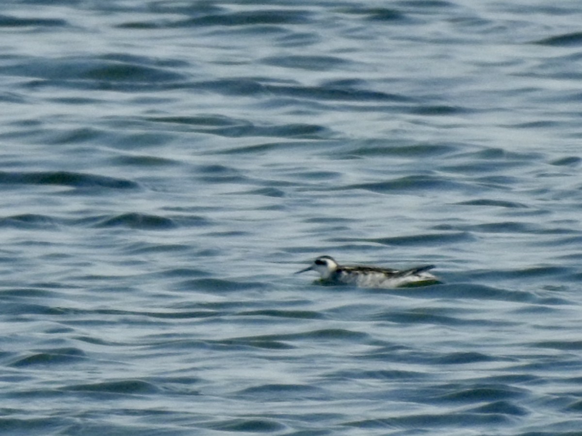 Red-necked Phalarope - ML623805540