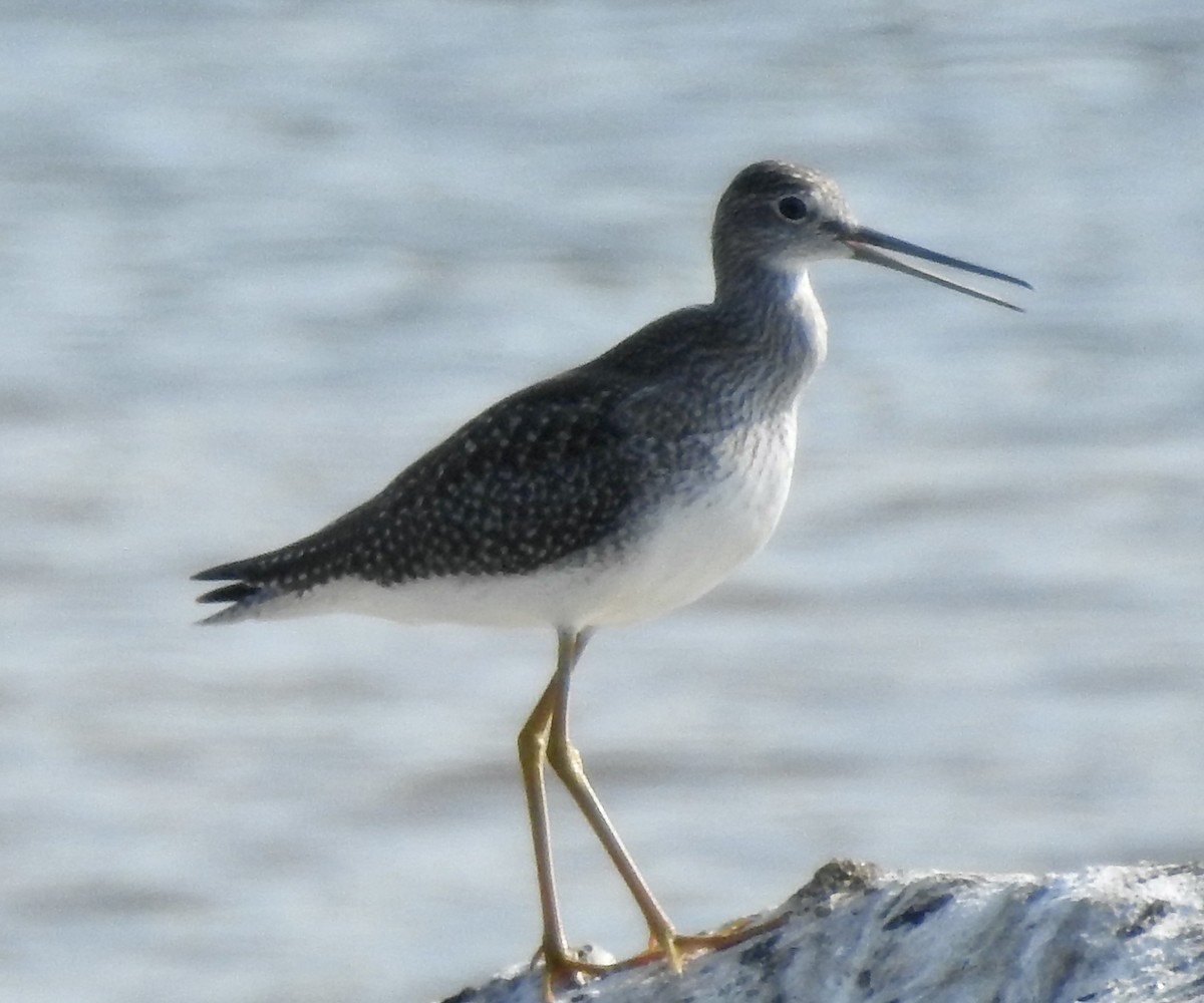 Greater Yellowlegs - ML623805564