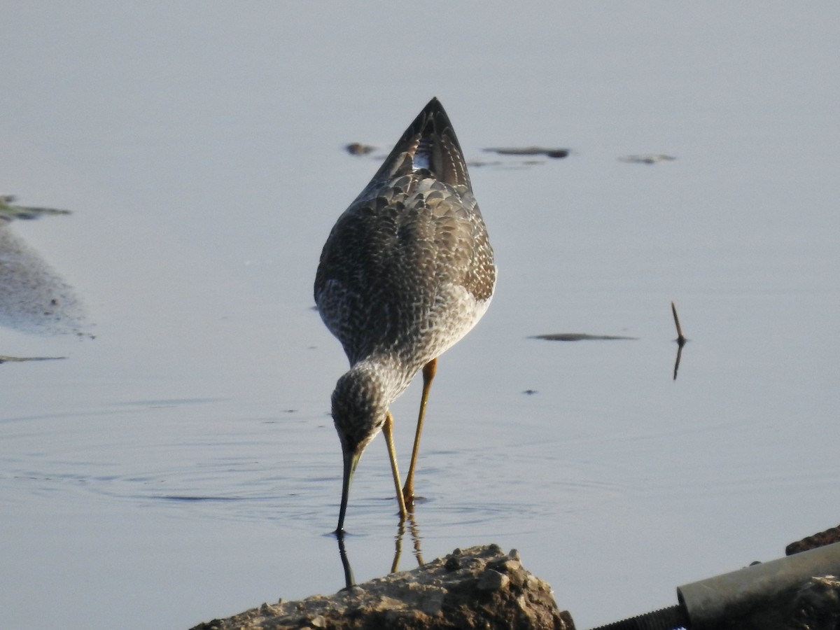 Greater Yellowlegs - ML623805578