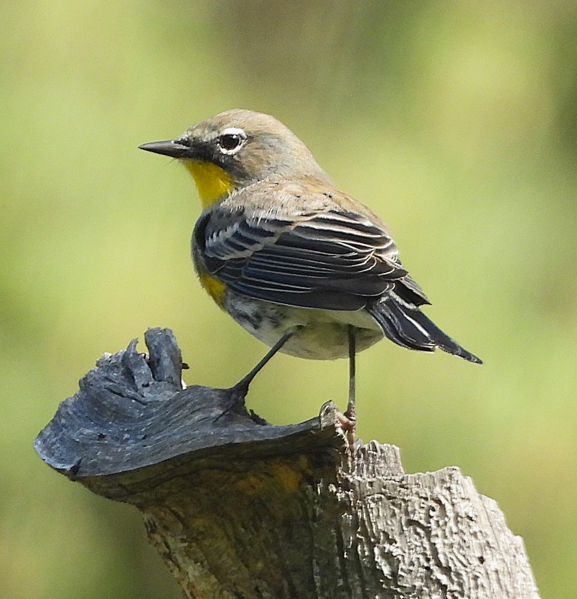 Yellow-rumped Warbler - ML623805593