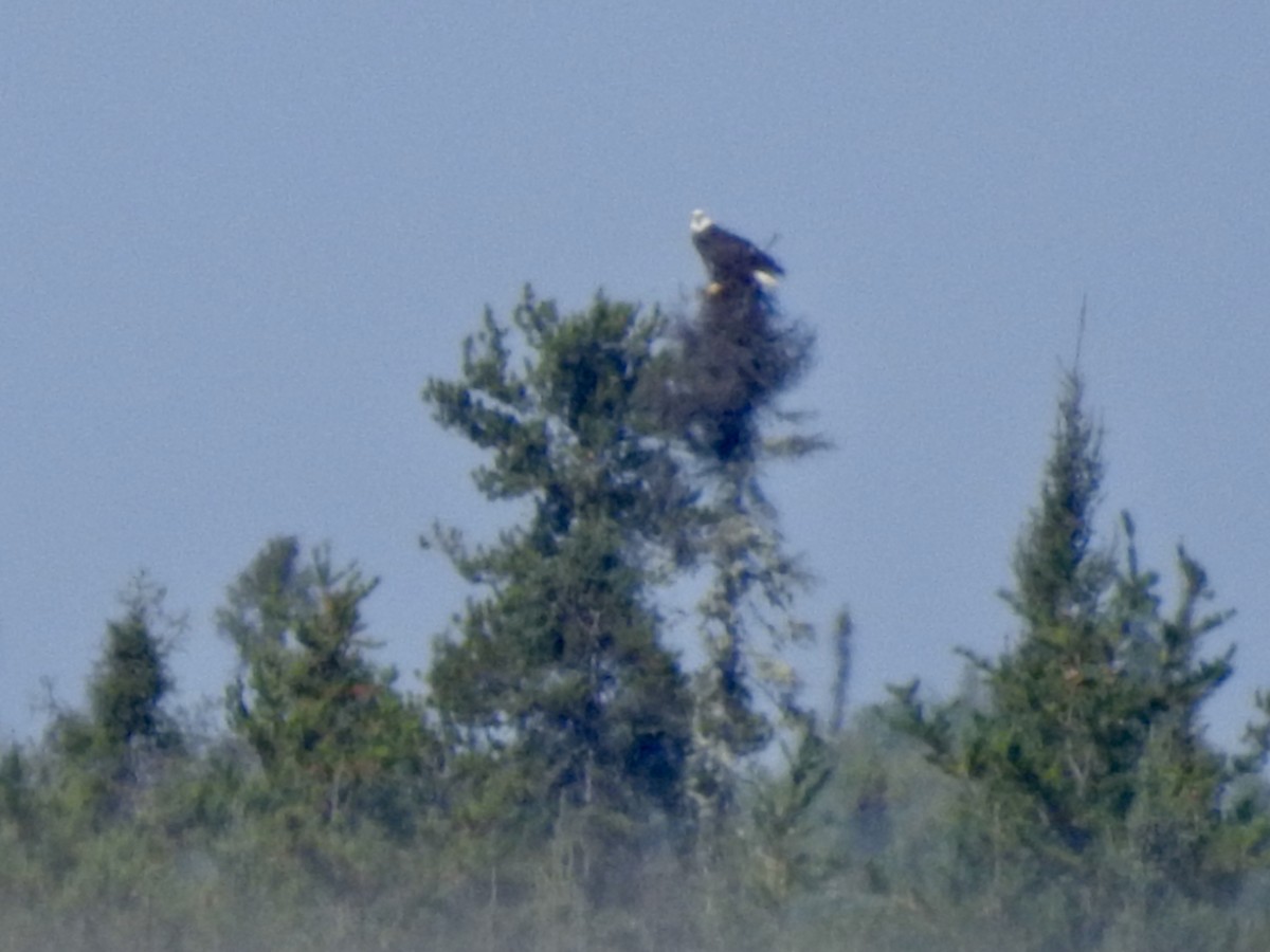 Bald Eagle - ML623805596