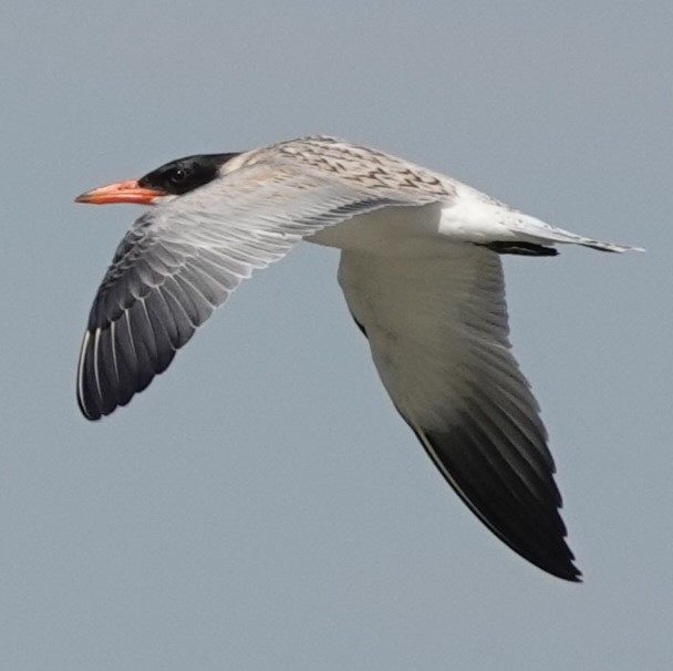 Caspian Tern - ML623805633