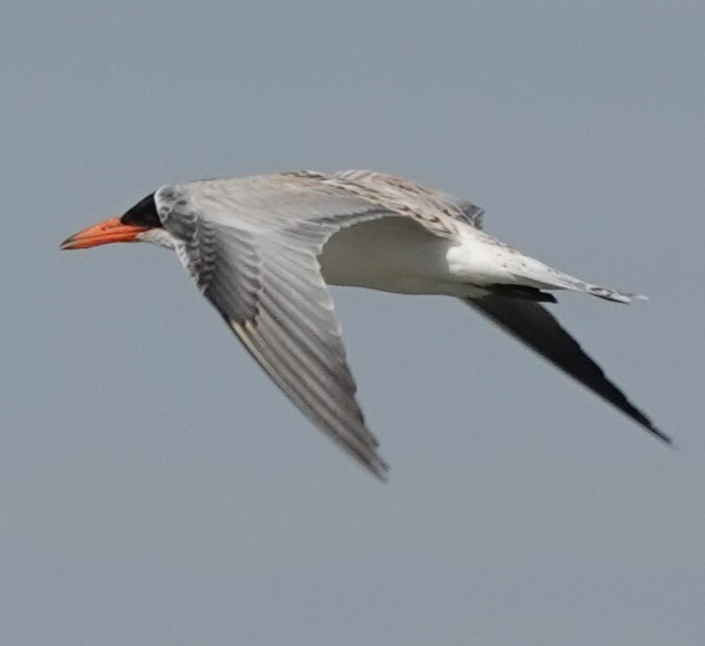 Caspian Tern - ML623805634