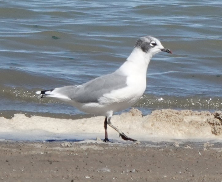 Franklin's Gull - Chris Johnson