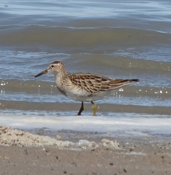 Pectoral Sandpiper - ML623805644
