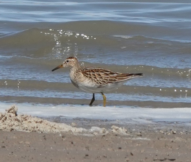 Pectoral Sandpiper - ML623805645