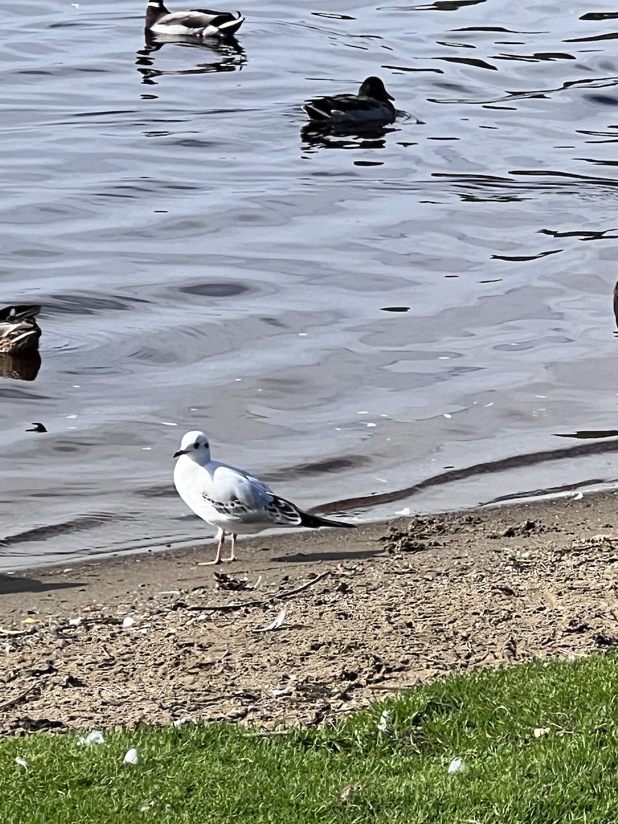 Black-headed Gull - Billy Liddell