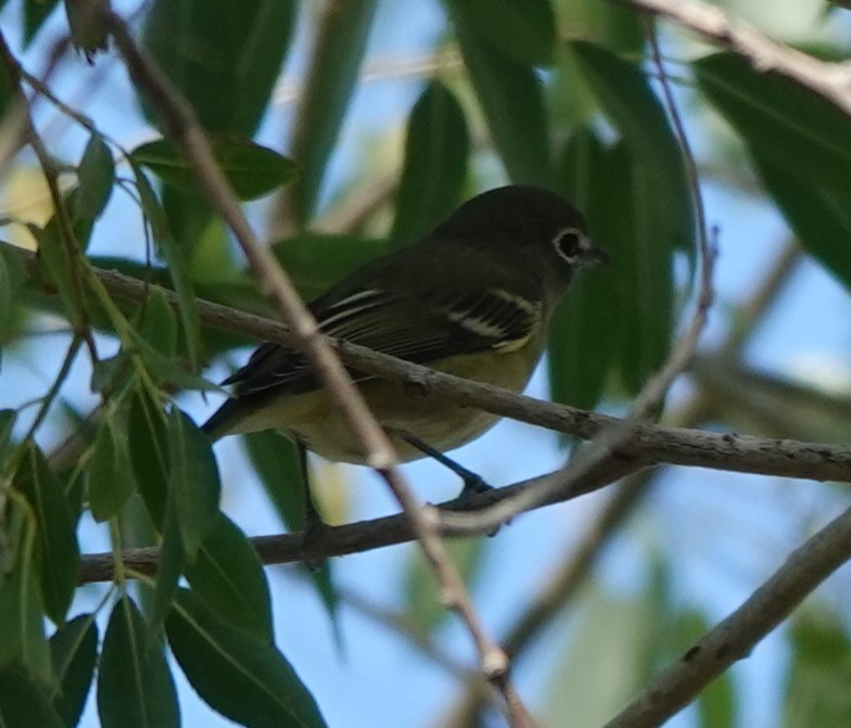 Cassin's Vireo - Chris Johnson