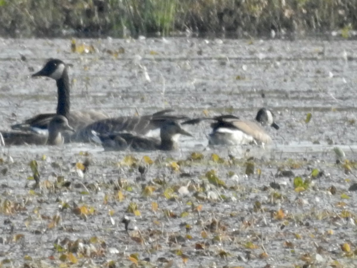 Канад галуу - ML623805656