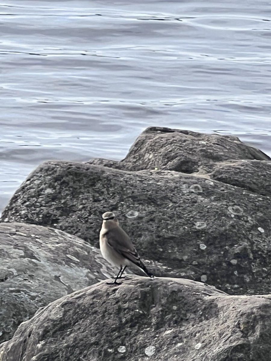 Northern Wheatear - Billy Liddell