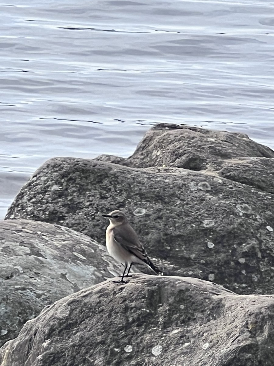 Northern Wheatear - Billy Liddell