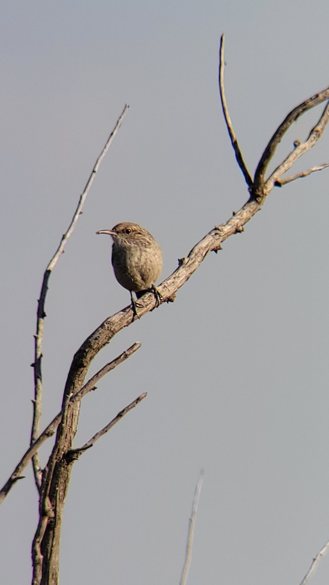 Rock Wren - ML623805727