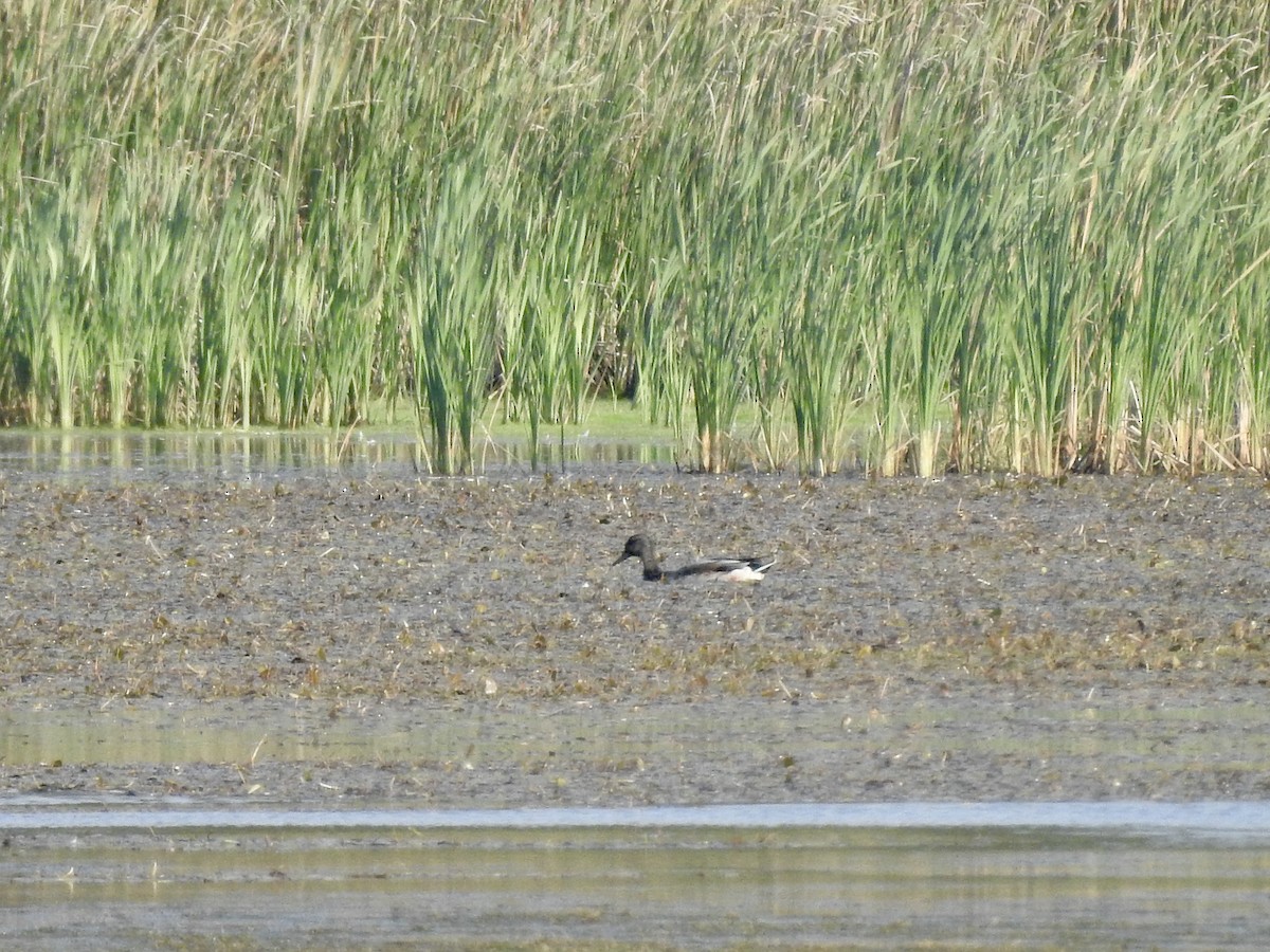 Northern Pintail - ML623805734