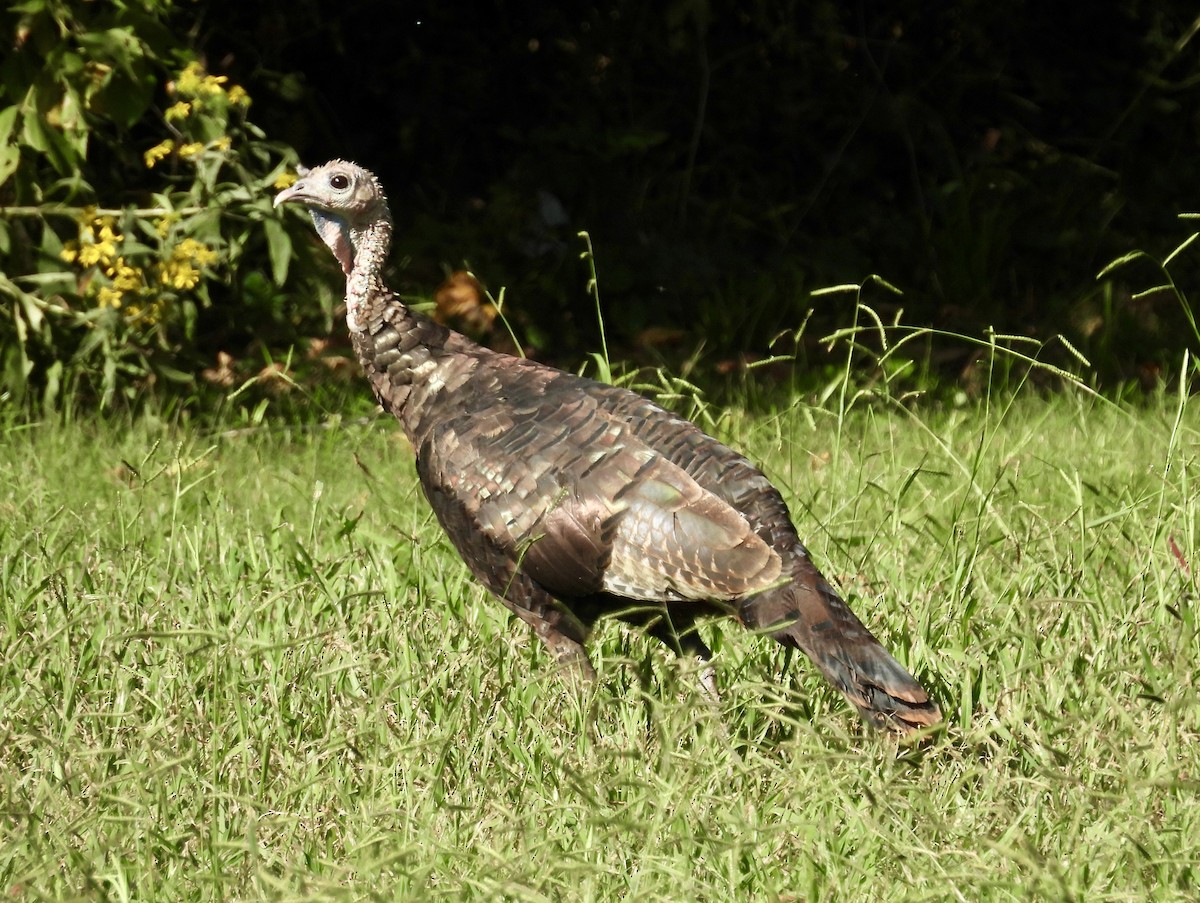 Wild Turkey - ML623805745