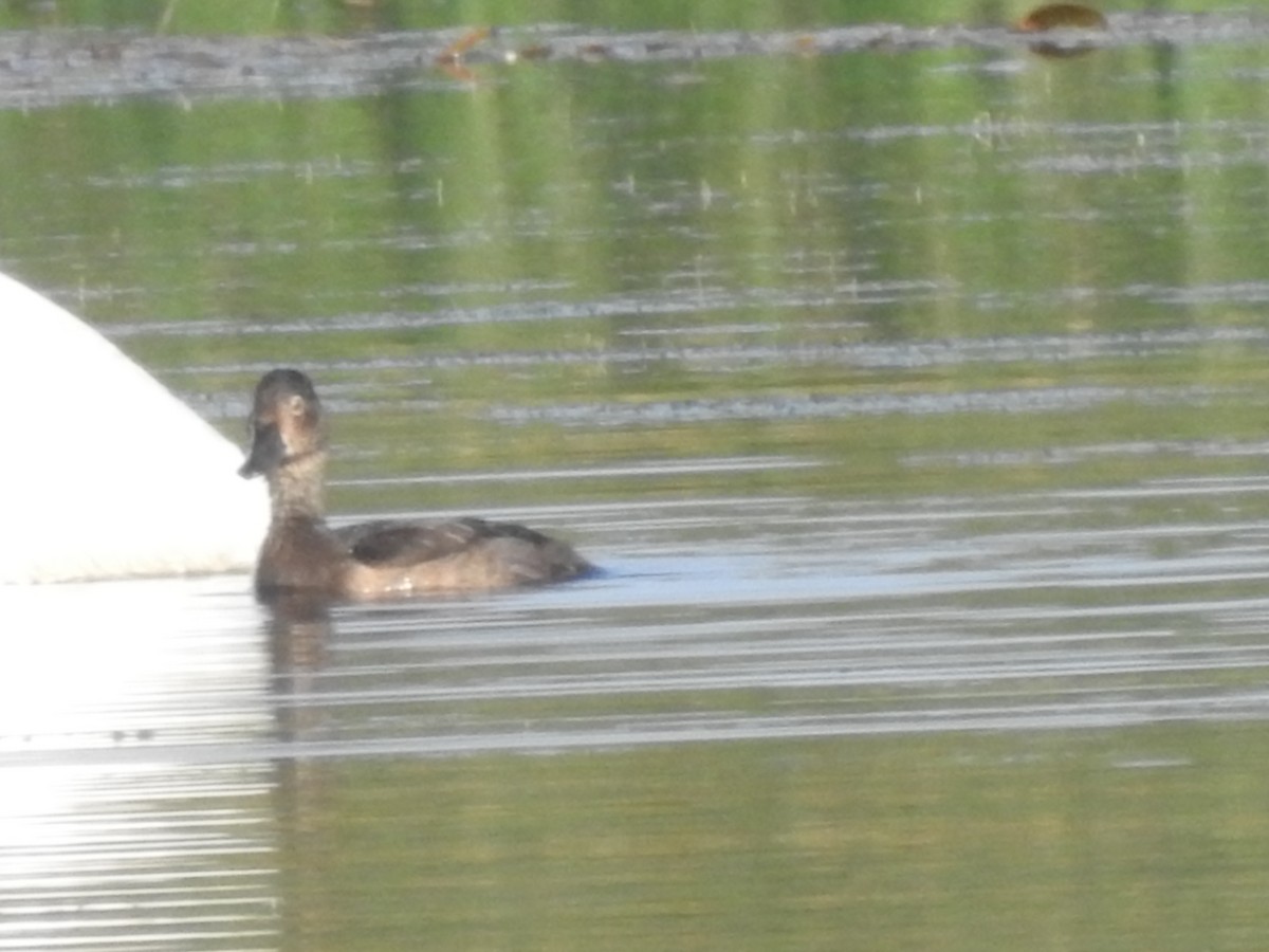 Ring-necked Duck - ML623805769