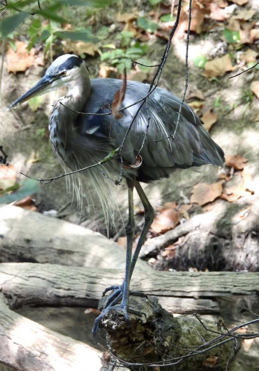 Great Blue Heron - ML623805771