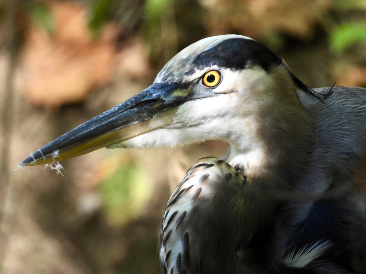 Great Blue Heron - ML623805777