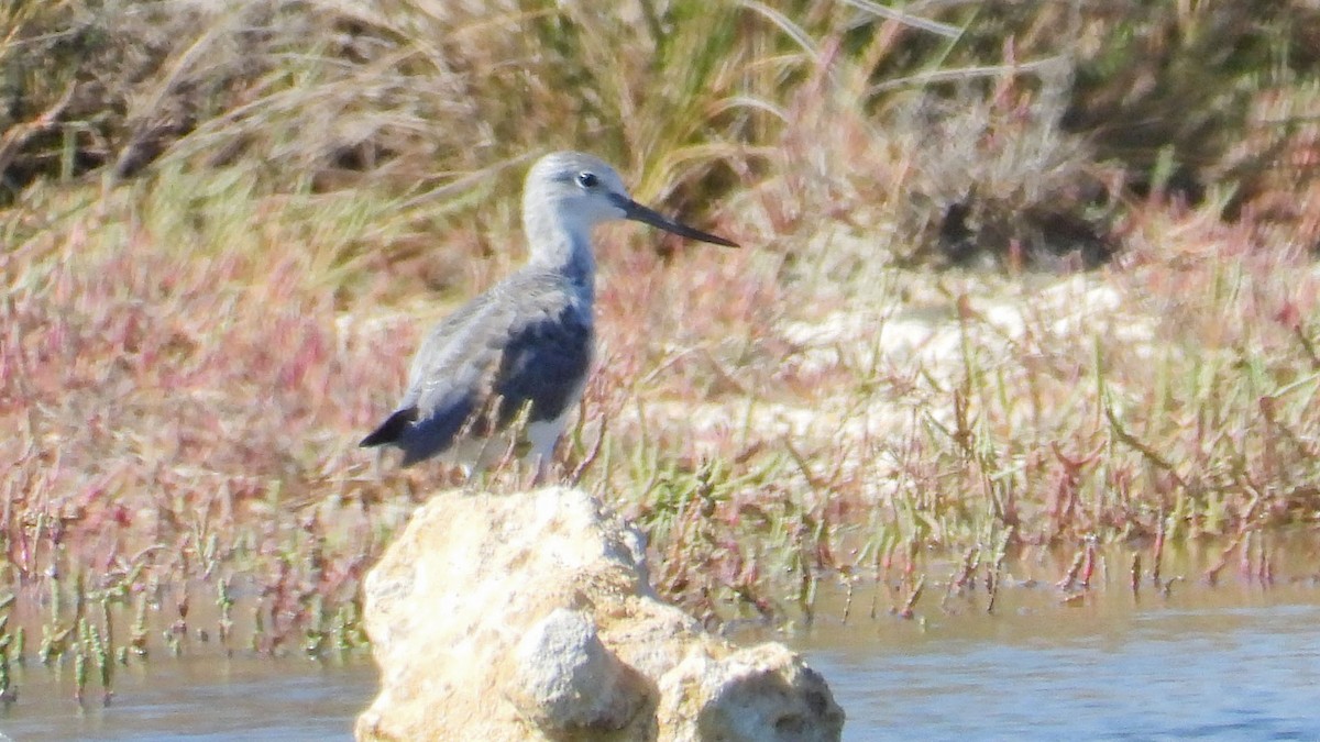 Common Greenshank - Fikret Can