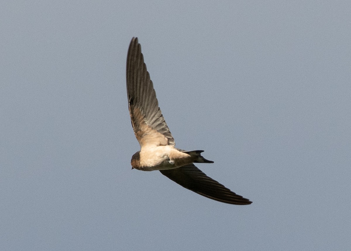 Barn Swallow - Bente Torvund