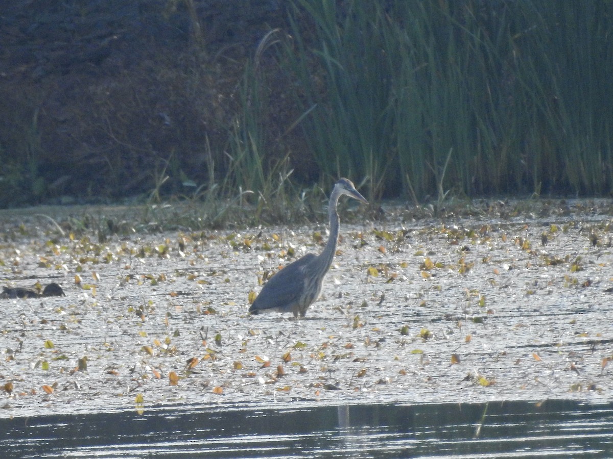 Great Blue Heron - ML623805842