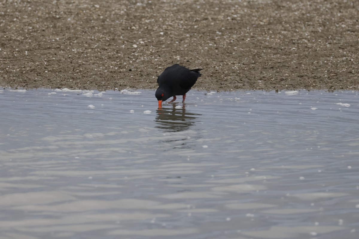 Variable Oystercatcher - ML623805843