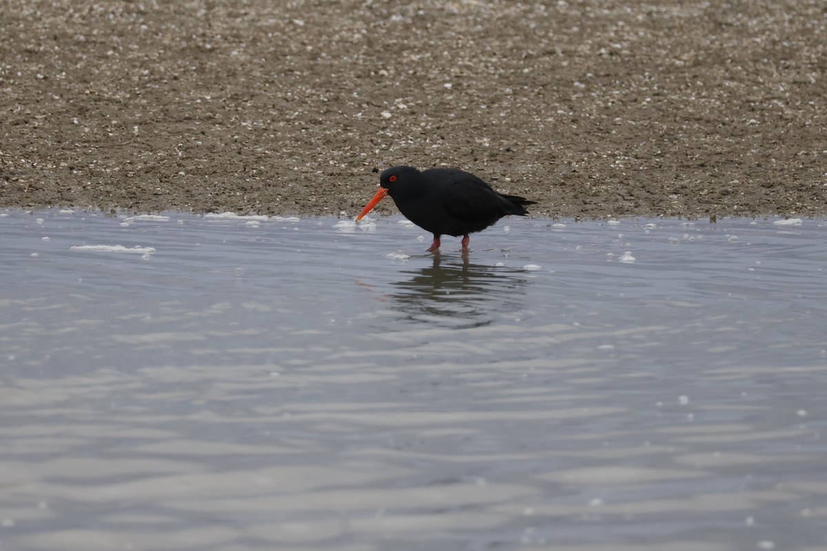 Variable Oystercatcher - ML623805844