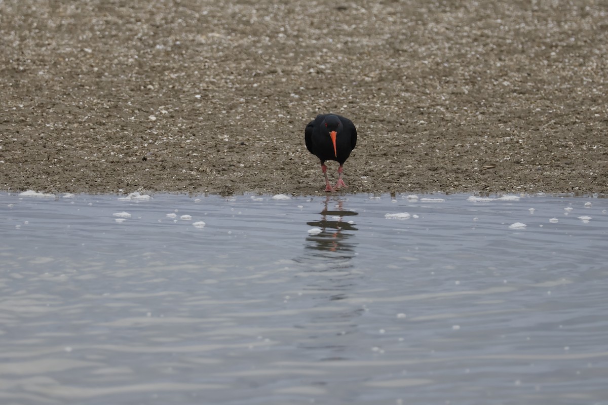 Variable Oystercatcher - ML623805845