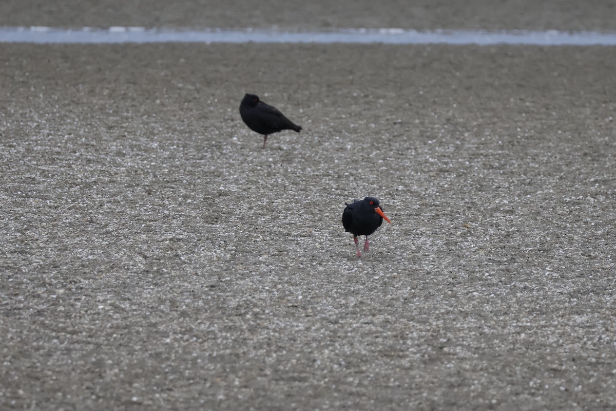 Variable Oystercatcher - ML623805846